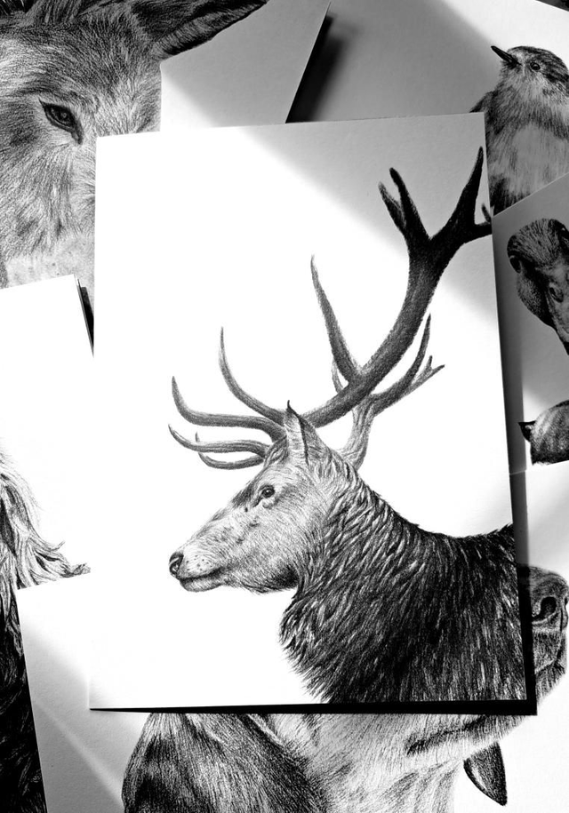 Stag Greetings Card