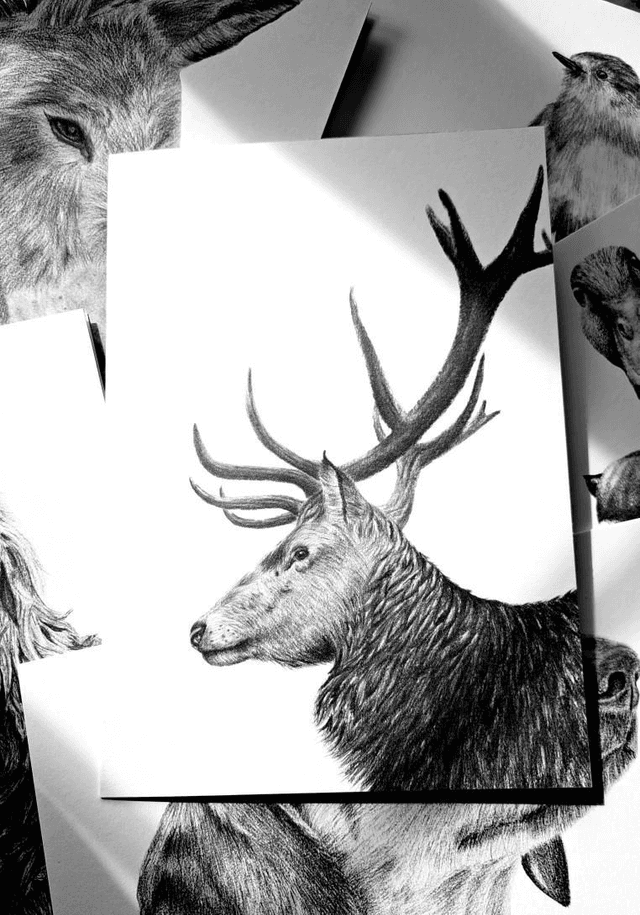 Stag Greetings Card