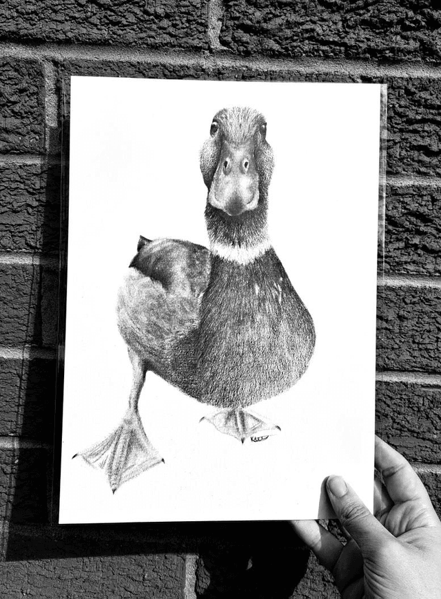 Duck A4 Print