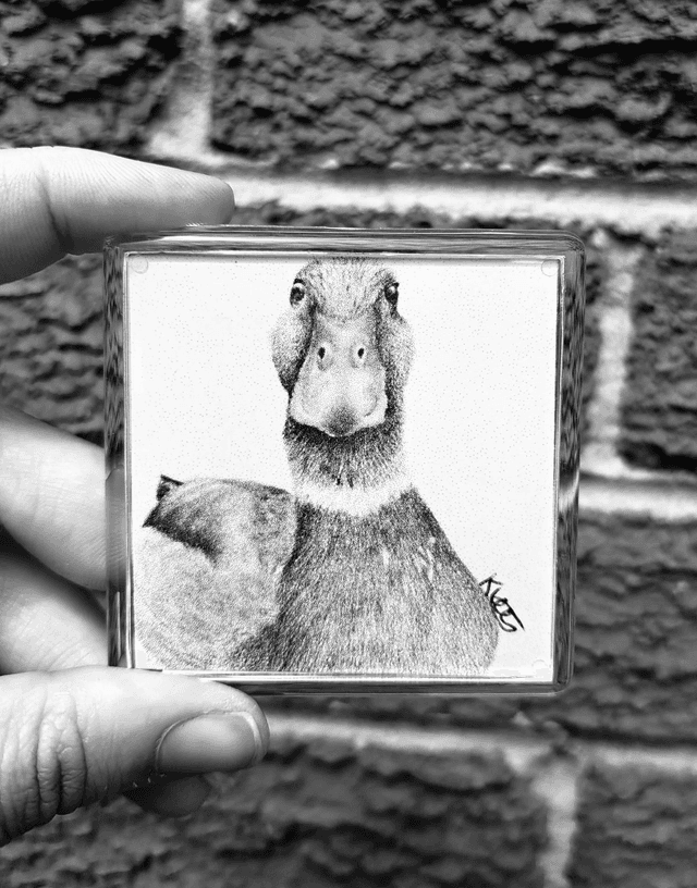 Duck Magnet