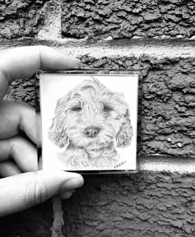 Cockapoo Magnet